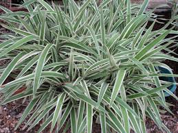 DIANELLA TASMANICA