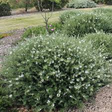 WESTRINGIA EREMICOLA (BOULE)