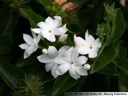 JASMIN SAMBAC