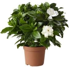 GARDENIA GREFFÉ