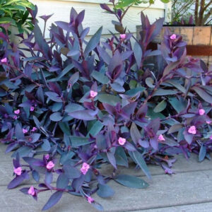 TRADESCANTIA PALLIDA PURPUREA