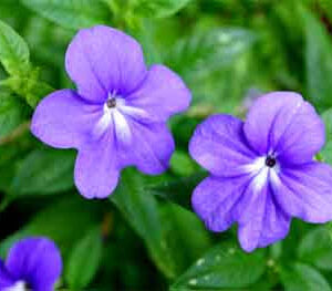 BROWALLIA (VIOLETTE BLEUE)