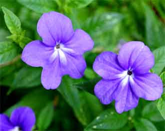BROWALLIA (VIOLETTE BLEUE)