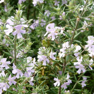 WESTRENGIA EREMICOLA