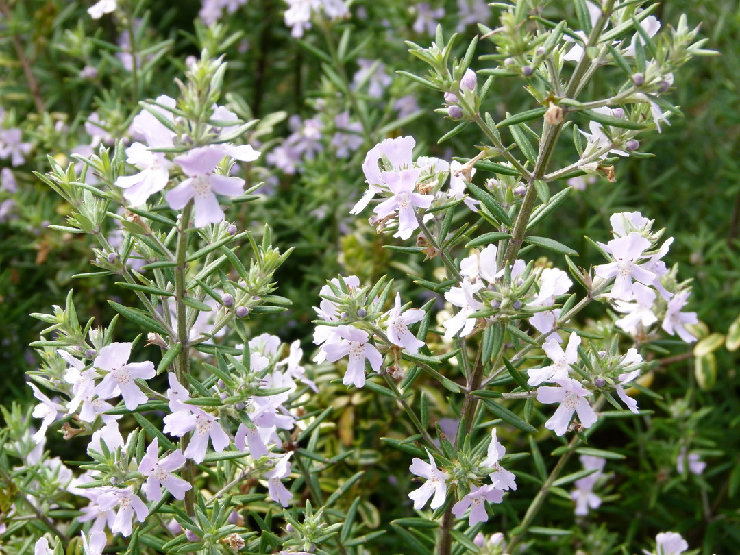 WESTRENGIA EREMICOLA