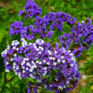 LIMONIUM (STATICE)