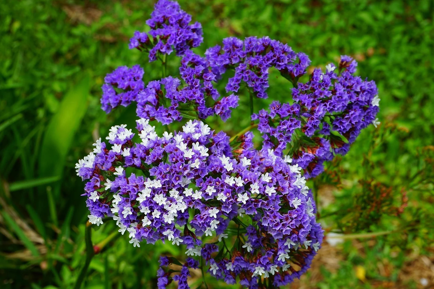 LIMONIUM (STATICE)
